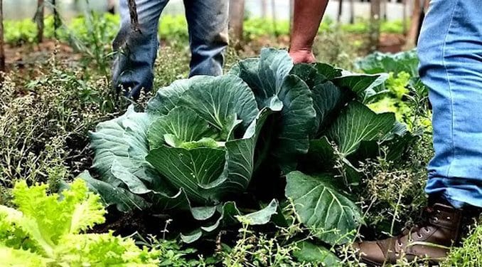 Brazil Zemjodelstvo