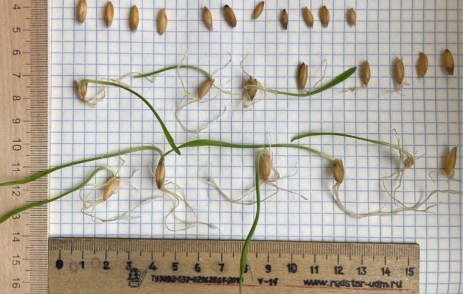 Plant Growth 1