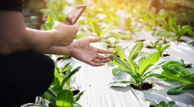 Plant Growth