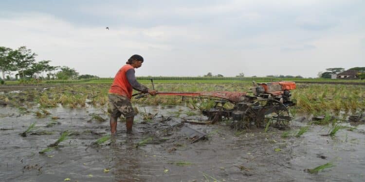 Indonesia rice farmer